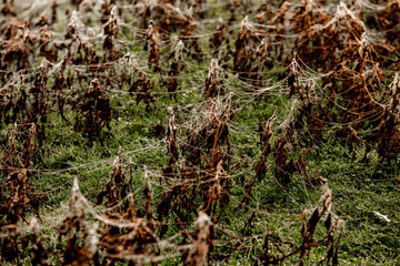 Flowers packed in spider web covered in morning dew.
