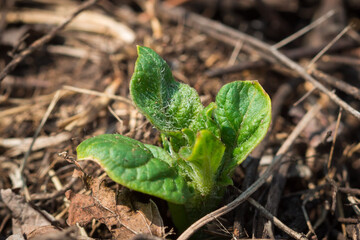 Young potato (lat. Solanum tuberosum)