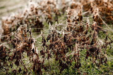 Flowers packed in spider web covered in morning dew.