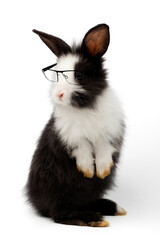 Adorable baby black and white rabbit standing and looking at the top wearing glasses. Studio shot, isolated on white background include clipping path