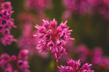 Calluna macro