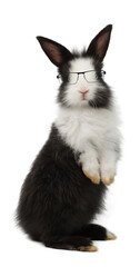Adorable baby black and white rabbit standing and looking at the top wearing glasses. Studio shot, isolated on white background include clipping path