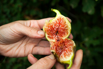 The farmer checks the quality of the figs. The fruit of the fig tree is edible, green-skinned and...