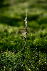 Flowers packed in spider web covered in morning dew.