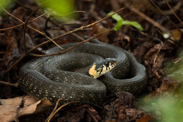 The grass snake (lat. Natrix natrix)	