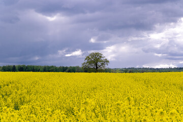 rapeseed field and sky
