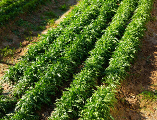 Farm field planted with ripening arugula. Harvest time of popular vegetable crop..