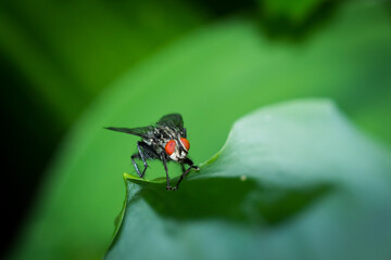 A flesh fly of the family Sarcophagidae.