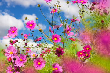 Fototapeta na wymiar Bright background with pink flowers. Floral background with blue sky