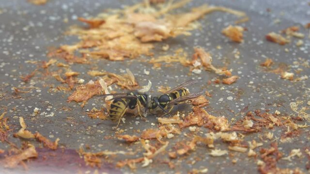 Des gu&ecirc;pes se nourrissant