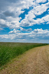 Wiese beim mähen im Sommer bewölkter Himmel