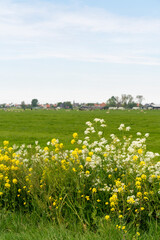 Fototapeta na wymiar Dutch landscape