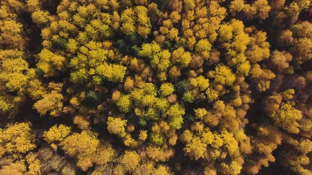 Autumn landscape of Alps covered by yellow trees at sunny autumn day. Clip. Top view of a beautiful valley with forest and colorful autumn foliage.