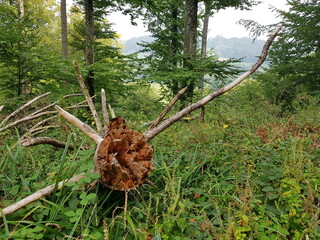 Umgefallener / umgestürzter Baum im Wald
