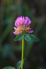 Obraz premium a single flower of clover in the autumn grass