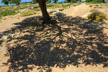 Schattenwurf eines Baumes, Loutro, Kreta, Griechenland