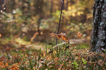 Autumn leaves on the sun. Blurred background.
