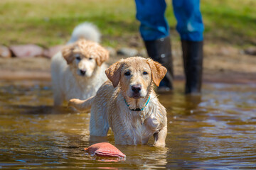 A labrador retreiver wades into a lake to fetch a retreiving dummy