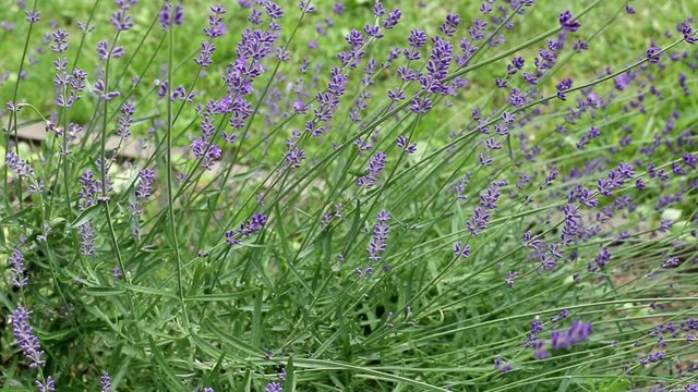 Beautiful big bush of lavender flowers, background, aroma