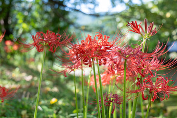 Red spider lilies blooming in a field in the countryside