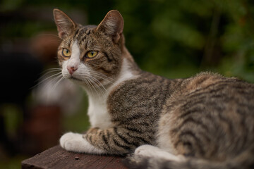 portrait of a cat