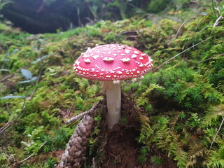 Roter Fliegenpilz im Wald