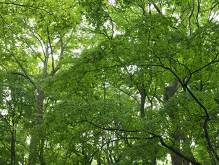 tree in the forest