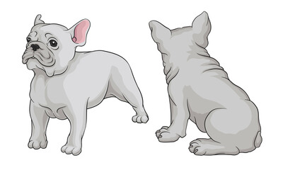 French Bulldog as Domestic Breed Sitting and Standing Vector Set