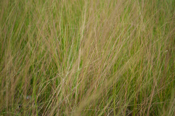 Grass close up on the background of grass