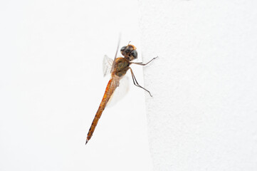 beautiful dragonfly on a white background