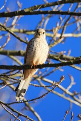 Common kestrel (Falco tinnunculus) on hunting position  high on the tree branch