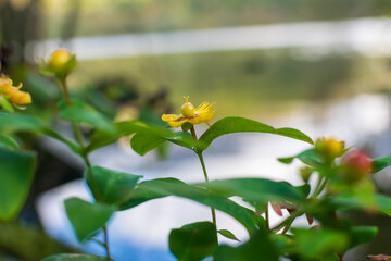 flower in the garden