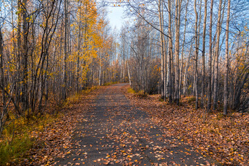 Obraz premium Forest road covered with fallen autumn leaves