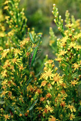 mantis on the flowers