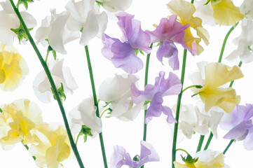 白バックにスィートピーのフラワーアレンジ