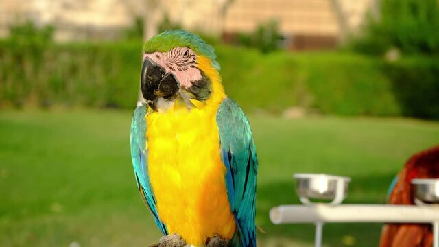 A macaw parrot sleeps and opens its eyes once in a while.