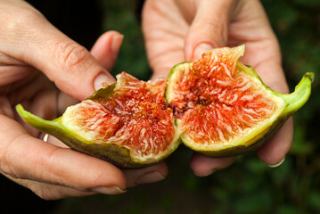 The farmer checks the quality of the figs. The fruit of the fig tree is edible, green-skinned and soft. Homemade halves of figs in female hands