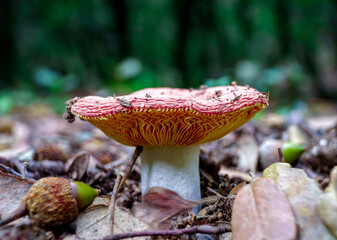 mushroom in the forest