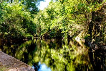 Fototapeta premium stream in the forest