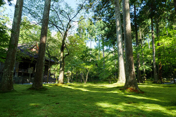 A forest landscape in the middle of nowhere