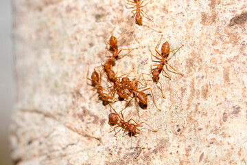Many red ants were fighting fierce to protect the territory