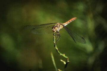 dragonfly on a branch