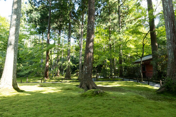 A forest landscape in the middle of nowhere