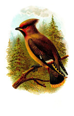 bird's illustration 