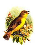 bird's illustration 