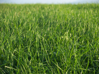 green grass background