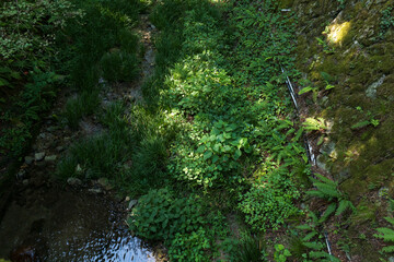 A close-up of green moss growing in a Japanese garden