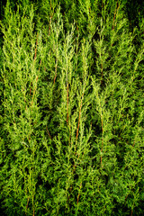 cypress branches with red trunks