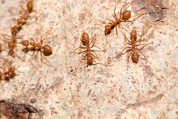 Many red ants were fighting fierce to protect the territory