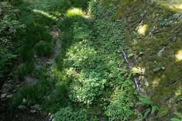 A close-up of green moss growing in a Japanese garden